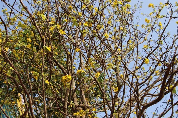 Nổi nhất Cần Thơ, mai vàng khủng 100 tuổi, hét giá 2,4 tỷ