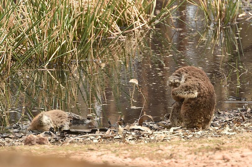 Hình ảnh đau lòng gấu Koala ôm đầu tiếc thương người bạn chết do cháy rừng