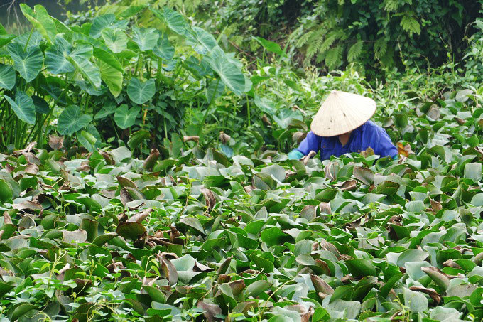 Người phụ nữ cặm cụi dưới ao bèo chiều cuối năm