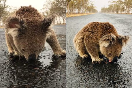 Nghẹn lòng koala liếm nước trên mặt đường sau thảm họa cháy rừng Australia