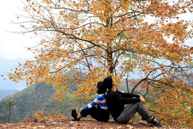 Maple forests in Vietnam