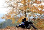 Maple forests in Vietnam