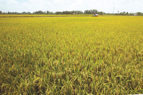 It’s a no-grainer: Time for Vietnam to create a rice brand