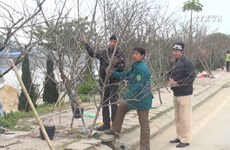 Wild peach blossoms attract visitors during Lunar New Year