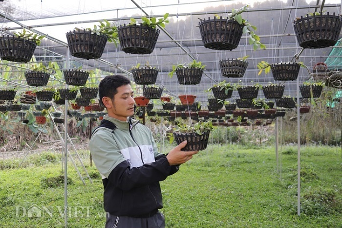 Lạ cho lan rừng uống nước luộc đu đủ thu hàng trăm triệu