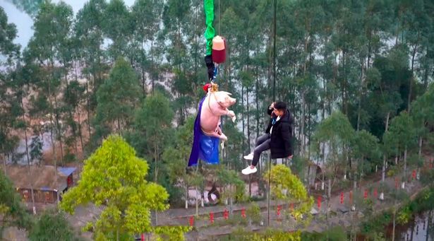 Lợn bị bắt mặc áo người dơi nhảy từ tháp cao 68m gây phẫn nộ