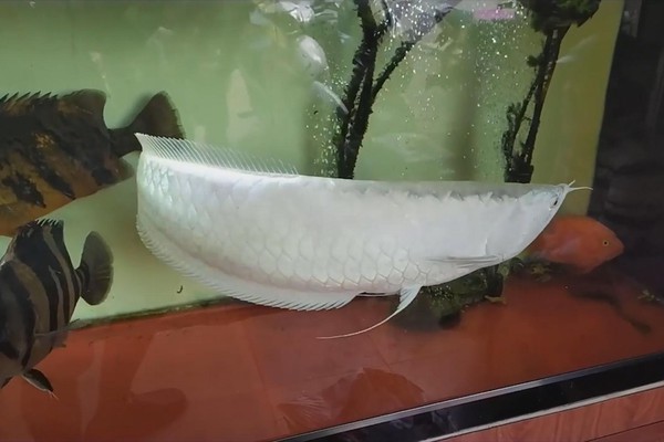 Cá rồng bạch tạng quý hiếm có giá 50.000 USD tại Việt Nam