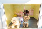 Pet hotels work through Tet