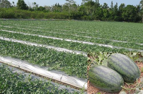 Southern farmers have fruitful Tet watermelon crop