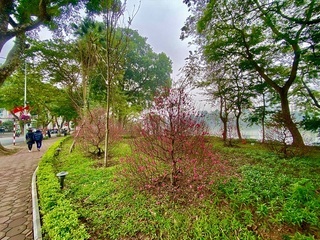 Hanoi streets decorated for Lunar New Year festival 2020