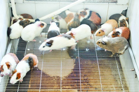 Độc nhất Việt Nam, nuôi 17 ngàn con chuột, ở chung cư, ăn bánh quy