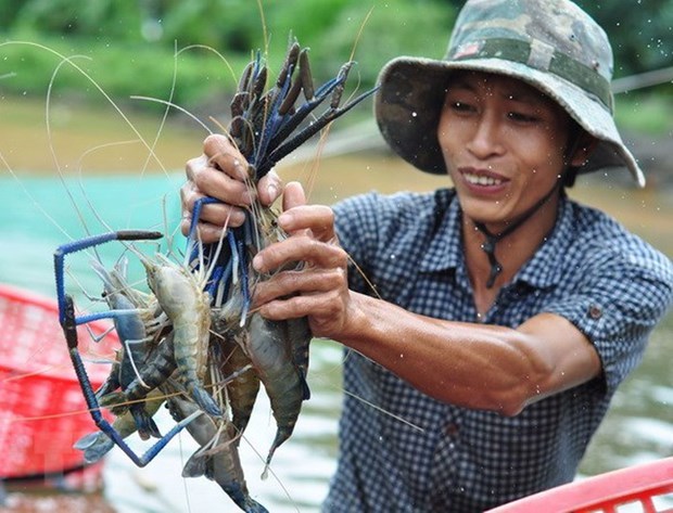 Kien Giang aims to raise value of key farming products