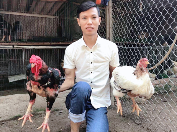Giống gà Việt quý hiếm có cân nặng 'khủng', con giống bán 15 triệu/con