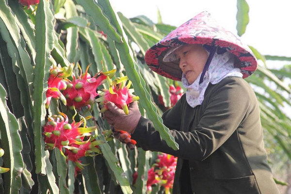 Sợ virus corona, khách Trung Quốc ngừng mua, thanh long Việt ế hàng