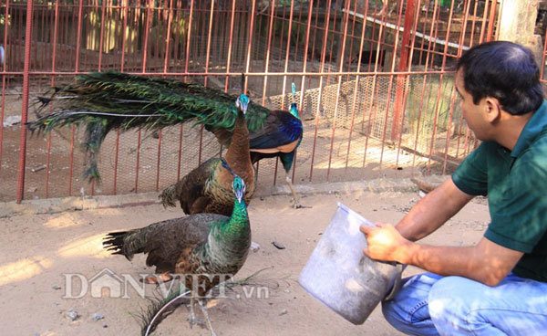 Nurturing peacocks at home bringing high income to a family in Nam Dinh