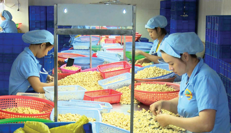 Vietnam needs more input materials to export more cashew nuts