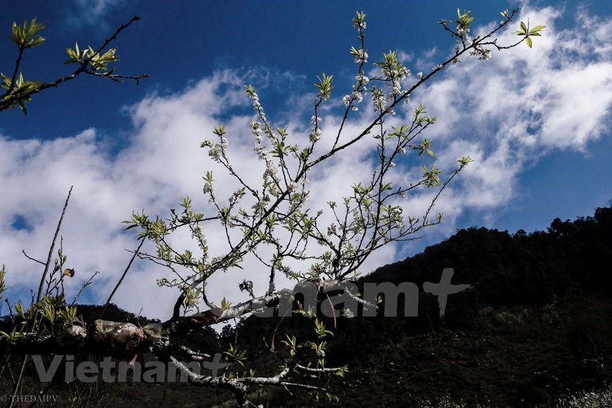 Plum blossoms cover Moc Chau valleys