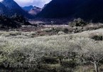 Plum blossoms cover Moc Chau valleys