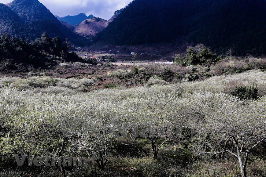 Plum blossoms cover Moc Chau valleys