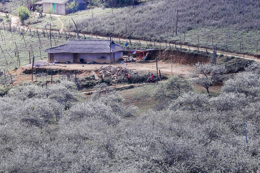 Plum blossoms cover Moc Chau valleys