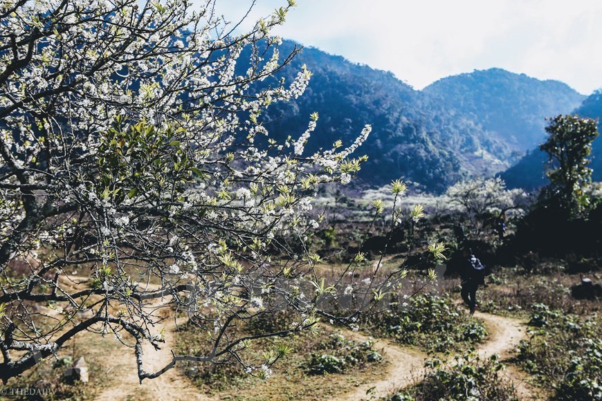 Plum blossoms cover Moc Chau valleys