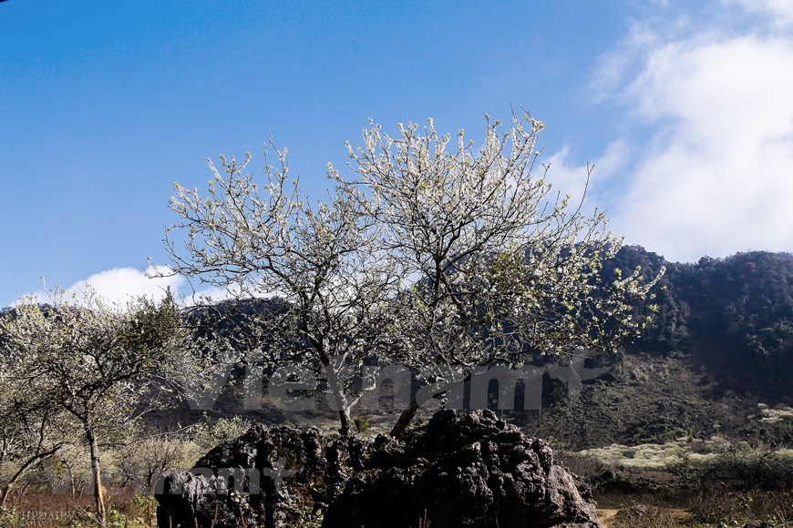 Plum blossoms cover Moc Chau valleys