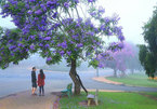 Searching for flowers in Central Highlands city