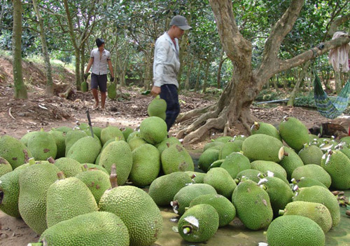 Đầu năm mất giá, 1.000 đồng/kg, vạn tấn trái cây ế nặng