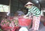 Farm exports to China blocked as coronavirus crisis worsens