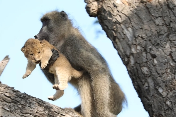Khỉ đầu chó cắp sư tử con, tái hiện cảnh phim 'Vua sư tử' gây thích thú