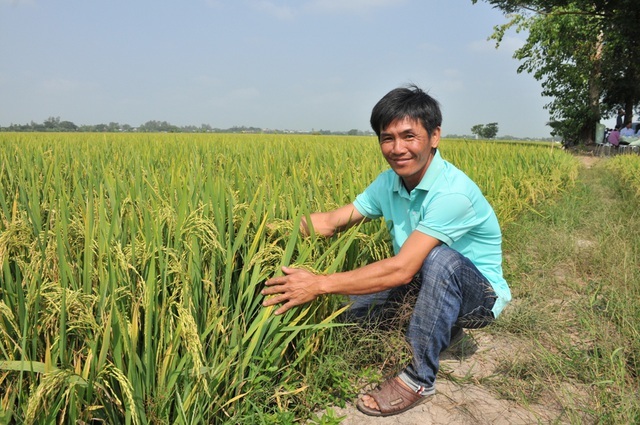 Chuyện lạ: Cho lúa 'uống' sữa tươi và trứng gà… thay phân, thuốc