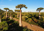 Đại lộ cây mọc ngược 3.000 năm tuổi tựa cảnh đẹp ở hành tinh khác
