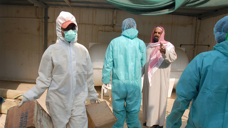 Ổ dịch cúm H5N8 bùng phát ở Ảrập Xêút, gia cầm chết 'như ngả rạ'