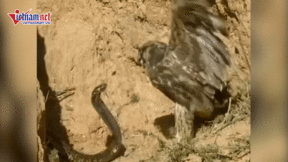 Tìm chỗ đẻ trứng, rắn hổ mang quyết chiến với chim ưng