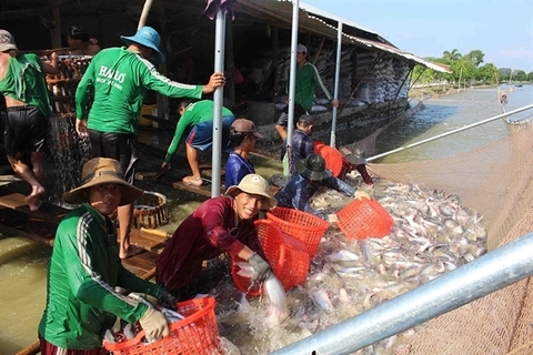 Vietnam catfish exports likely to recover this year