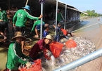 Vietnam catfish exports likely to recover this year