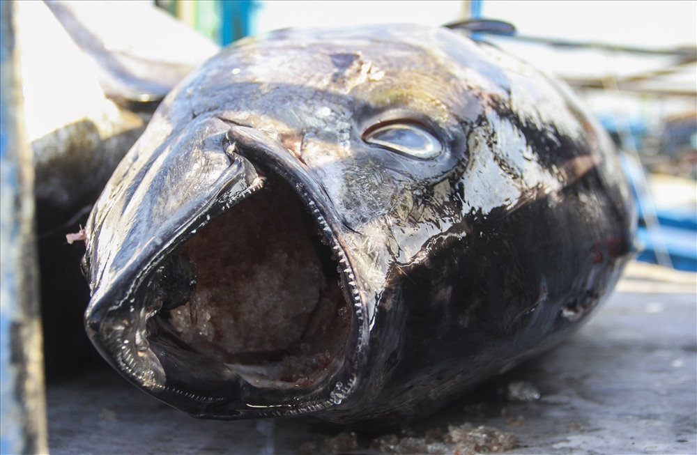 Cá ngừ tụt giá, ngư dân thất thu chuyến biển đầu năm