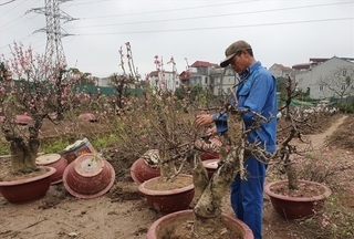 Peach blossom farmers back to work after Tet