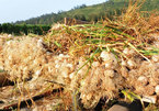 Island garlic brand hurt by Facebook rumour