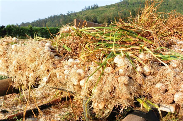 Island garlic brand hurt by Facebook rumour