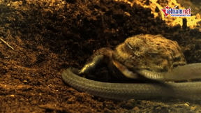 Xem ếch yêu tinh khổng lồ săn rắn độc lưỡi đỏ