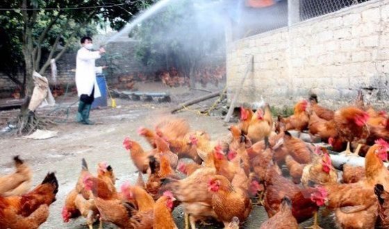 Cúm A/H5N6 trở lại, lệnh cấm bán tháo gia cầm ở vùng dịch