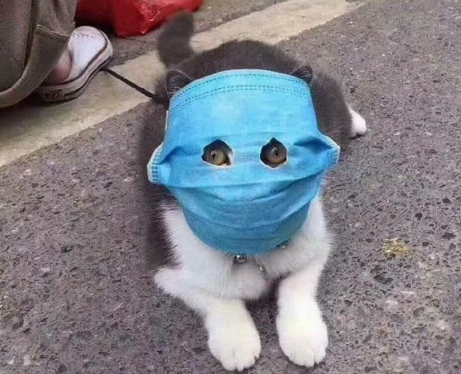 Mèo cũng đeo khẩu trang phòng nhiễm virus corona
