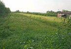 HCMC seeks to convert 384 hectares of farmland into urban land