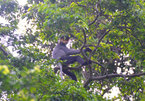 WWF-Vietnam, GreenViet work to protect endangered primates