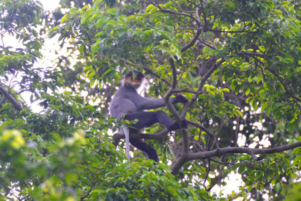 WWF-Vietnam, GreenViet work to protect endangered primates