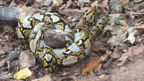 Xem trăn gấm tử chiến với hổ mang chúa