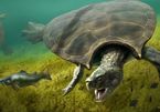 Car-sized turtle fossils unearthed