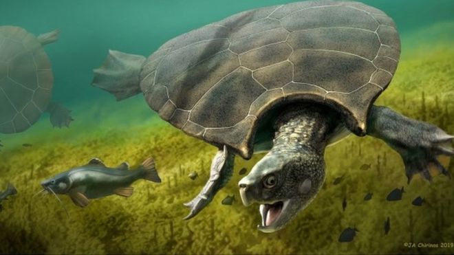 Car-sized turtle fossils unearthed