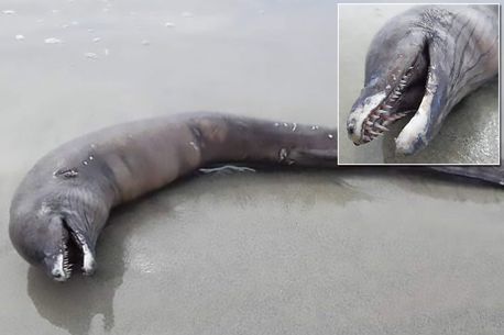 Sinh vật kỳ quái không có mắt dạt vào bờ biển Mexico
